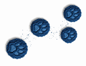 camino de huellas derecha